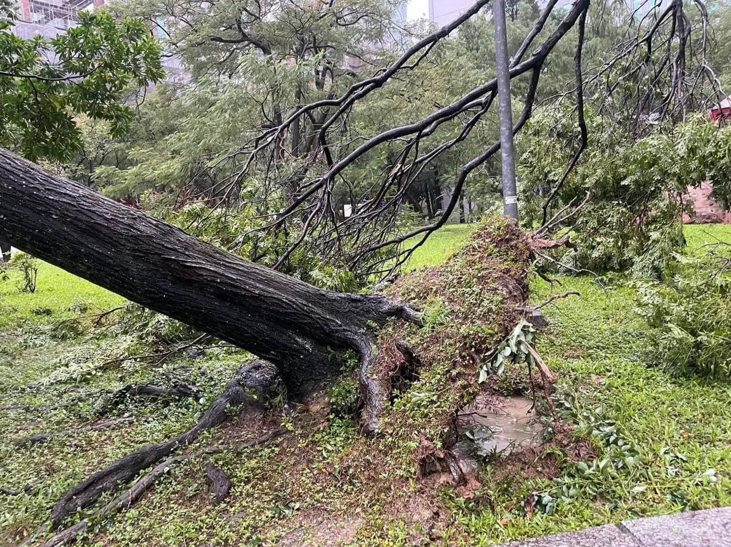 不斷更新／颱風造成雙北強風豪雨　台北多處路樹斷裂傾倒、板橋慈惠宮牌樓倒塌