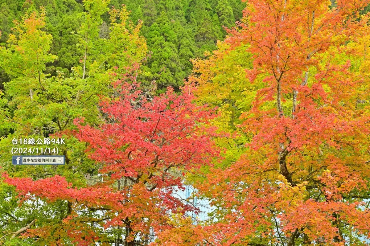 NO.3 嘉義 阿里山國家森林遊樂區