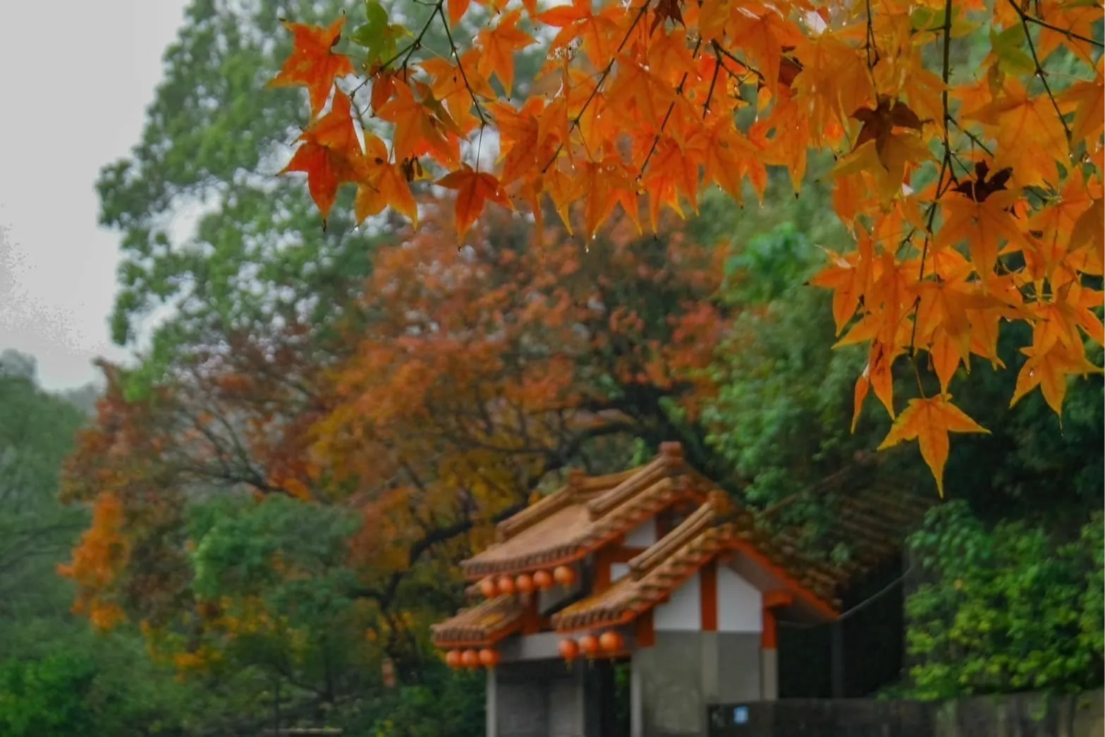 台灣也有不輸日本的世外桃源！精選3熱門賞楓景點