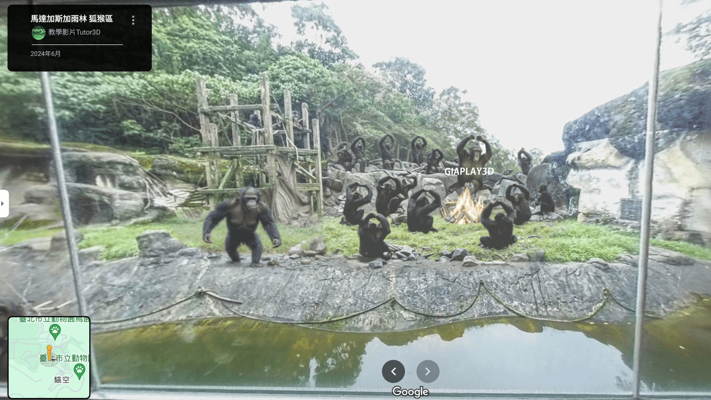 攏係假的！台北木柵動物園「這區猩猩」集體高舉雙臂比圈