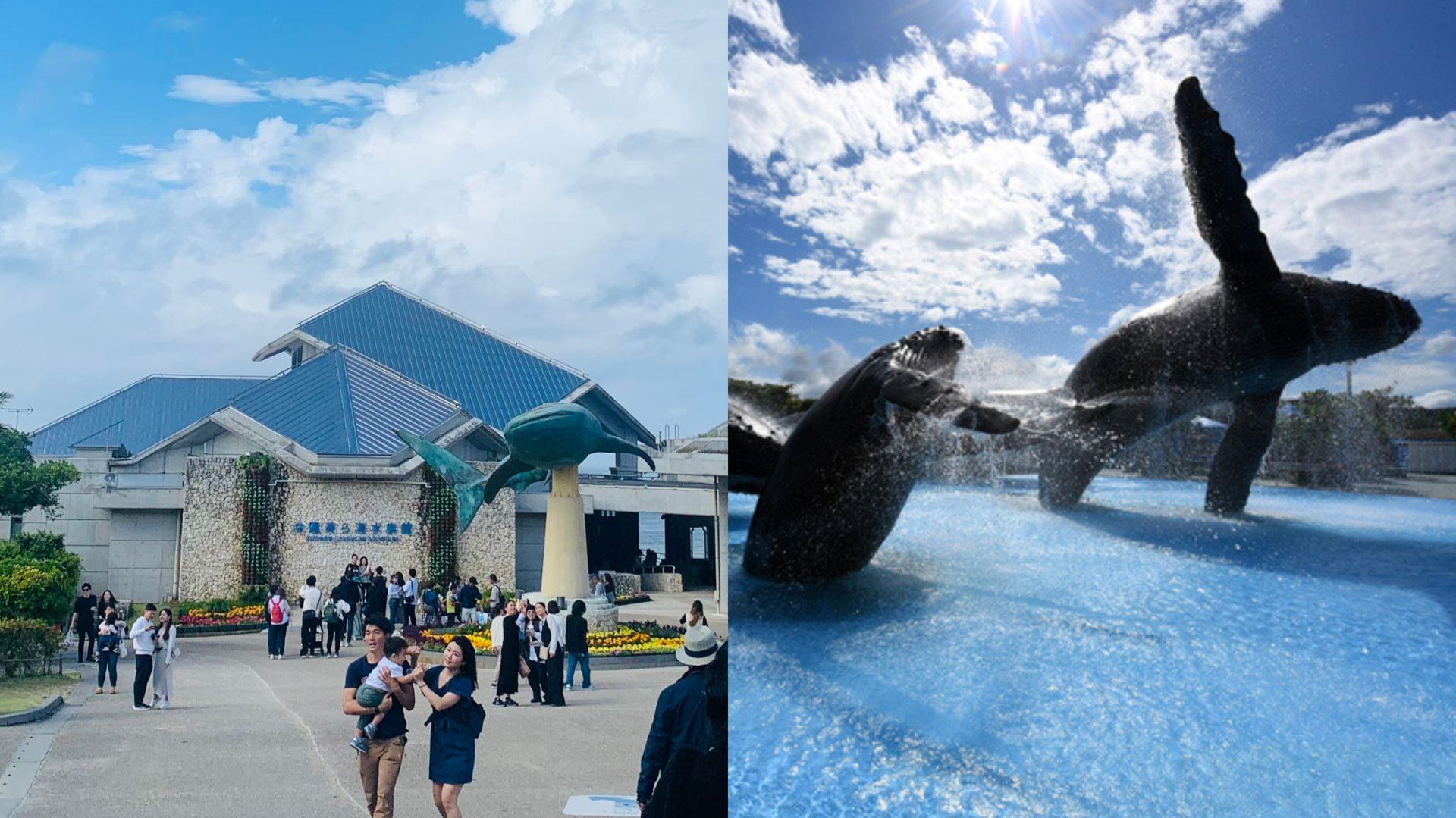 屏東海生館穩贏沖繩美麗海水族館？「1體驗」登上網路熱詞：像在夢境游泳