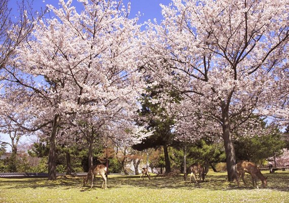 第一名-奈良 奈良公園