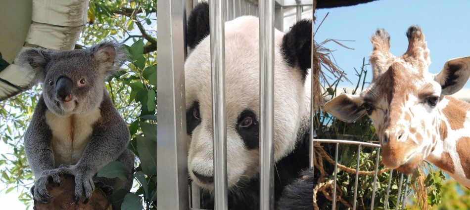 再見了大貓熊團團！10大曾經陪伴我們童年的人氣毛宇宙動物　你還記得誰？