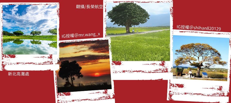 不止「金城武樹」！台灣絕美療癒的十大打卡奇樹等你拍