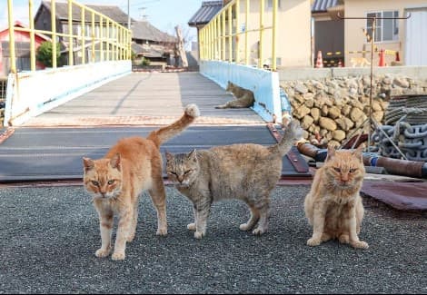 貓奴必去！日本十大人氣貓島　感受貓咪與湛藍海景的歲月靜好