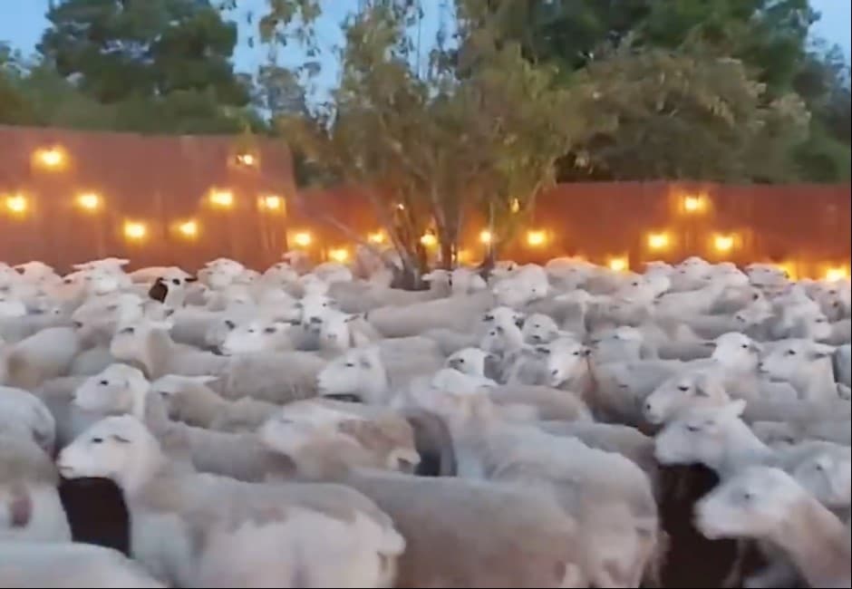 影／他邀一隻羊回家給女兒看…竟引來兩百隻羊「跟回家」擠爆後院