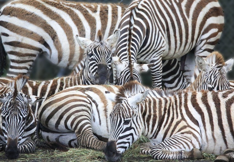 挑戰人體眼睛極限！動物園出難題　拍「斑馬群聚」問一共有幾隻？