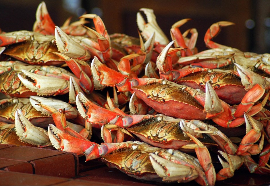 想吃蟹卻不會殺？一招「麻醉」螃蟹鎖肉質　專家曝清洗、料理關鍵