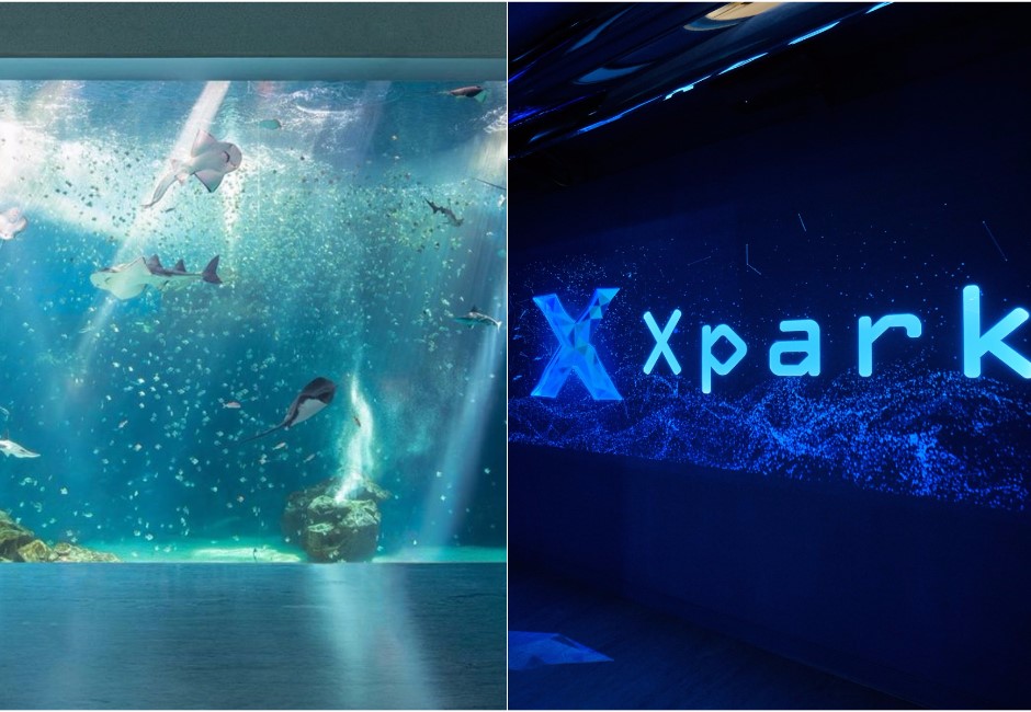 Xpark魚撞玻璃遭批！3動物景點惹議　「騎海豚」6年死9隻