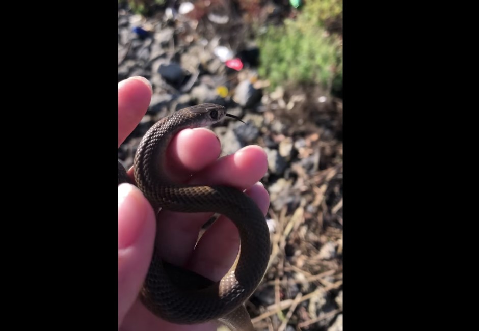 有片》澳洲童抓蛇把玩於手！專家驚：世界排名第二毒蛇