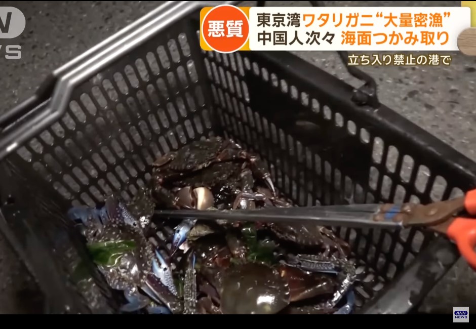 小紅書風潮？中國人湧入東京灣「盜撈梭子蟹」！日居民怒喊：惡劣