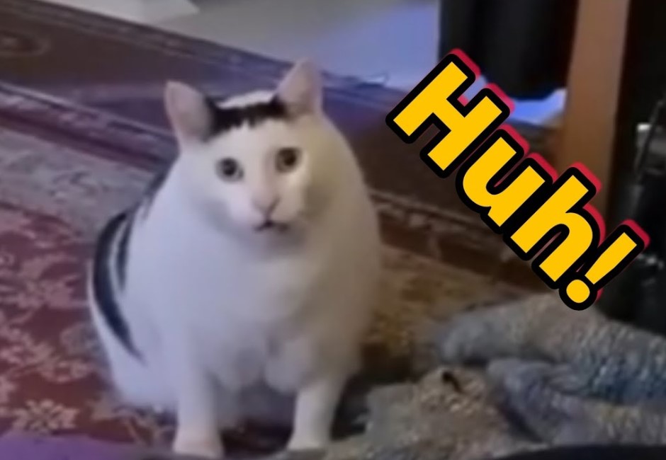 2023迷因霸主！「Huh Cat」成新一代迷因貓咪　滿臉困惑問號超魔性