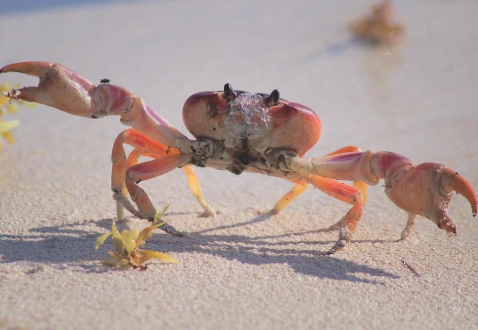 「天降螃蟹」是真的！累犯四次鄰居不爽喊告　網友笑問能點菜嗎？