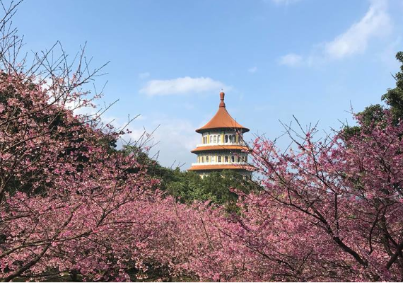 淡水天元宮花況報導臉書粉絲團