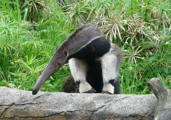 臺北動物園官網