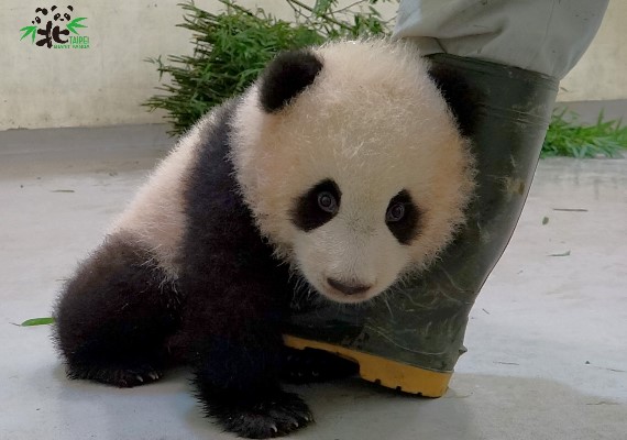 台北市立動物園 粉專