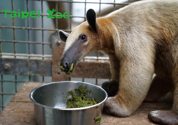 台北市立動物園 粉專