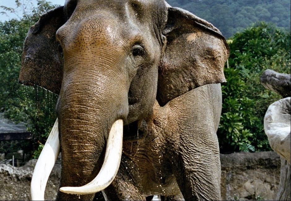 翻攝FB／Taipei ZOO 臺北市立動物園