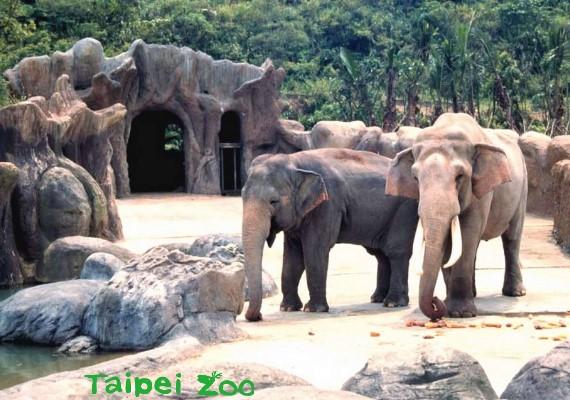 翻攝FB／Taipei ZOO 臺北市立動物園