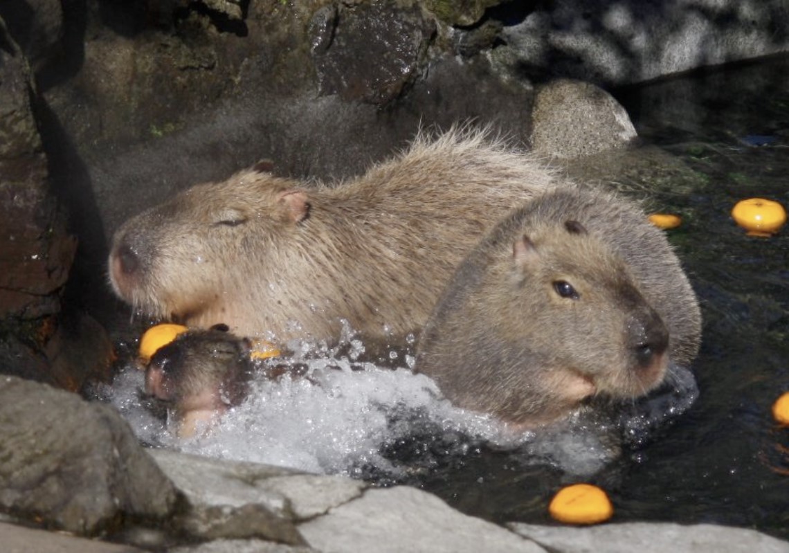 示意圖/flickr（伊豆仙人掌動物園裡的水豚）