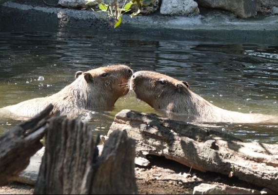 FB／頑皮世界野生動物園(Wanpi World Safari Zoo)