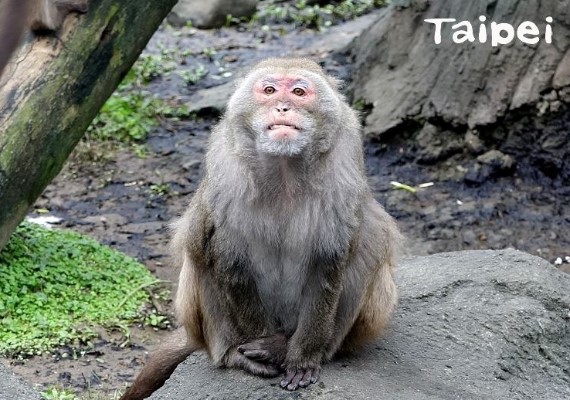 翻攝FB／Taipei Zoo 臺北市立動物園