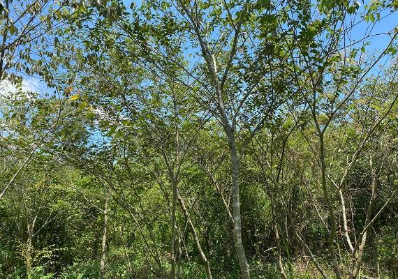 交通部觀光署茂林國家風景區管理處