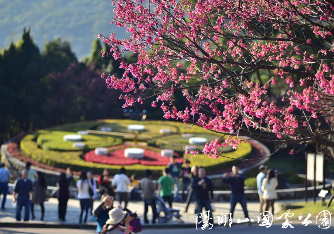 春日賞花好去處!