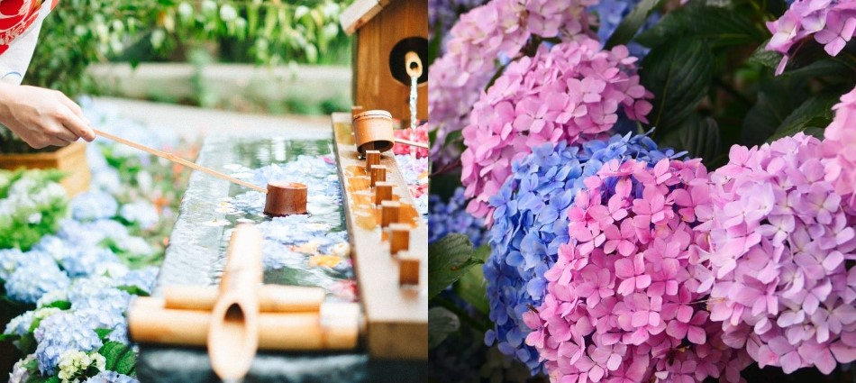 迎接你的浪漫夏季花海!全台10大夢幻繡球花景點等你拍爆