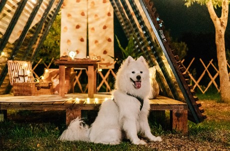 帶家人和毛小孩春遊去!全台最佳懶人野餐地點TOP 10