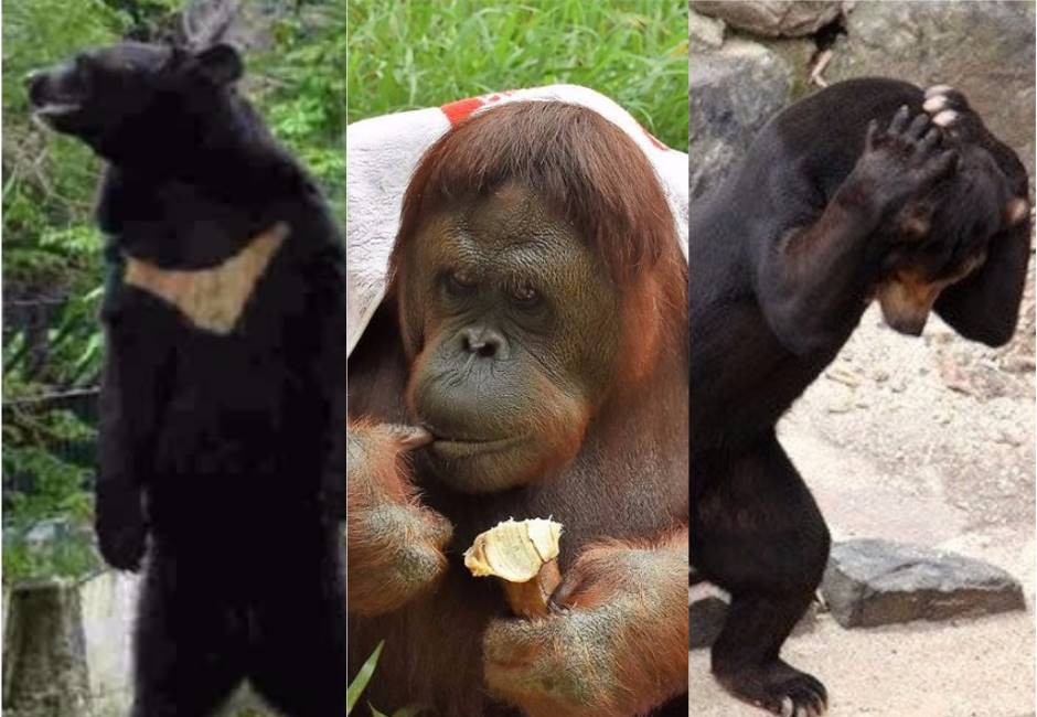 工讀生別裝了!厭世、耍廢樣樣來 動物界三大金馬遺珠