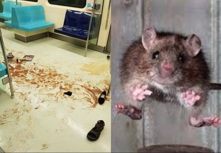 北捷老鼠逃竄為何搞得像隨機殺人?專家出面解釋讓酸民很抱歉