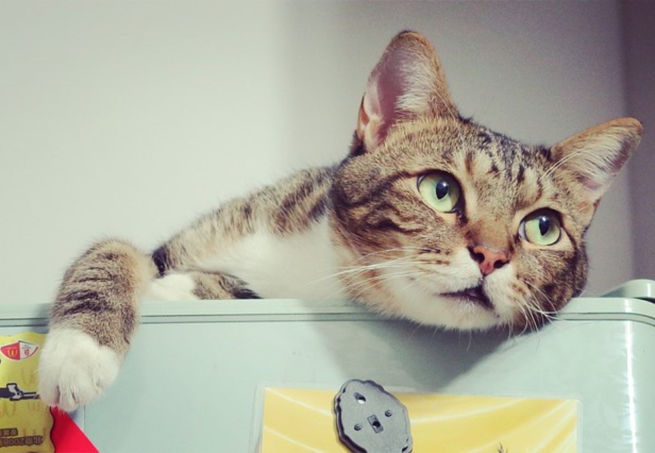 貓咪能預知人的死期,是真的嗎? 科學家給出解答