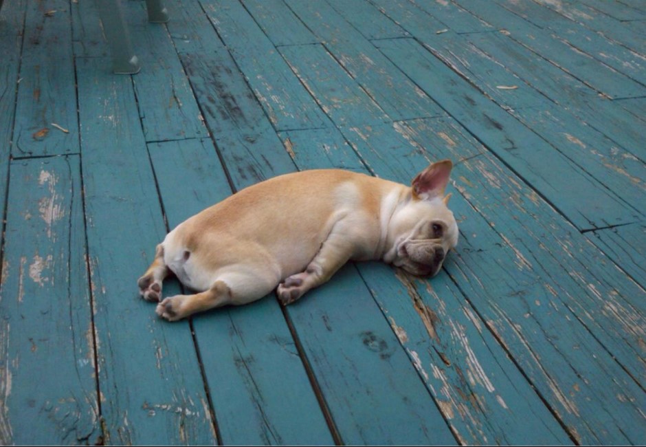 為何叫單身狗,不是貓?5個骨灰級光棍才知道的「非狗不可」理由