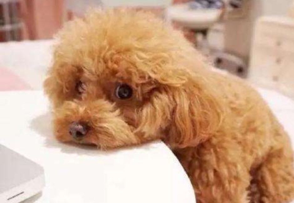 陸女龐大遺產留給愛犬遭拒 網友嘆:人不如狗