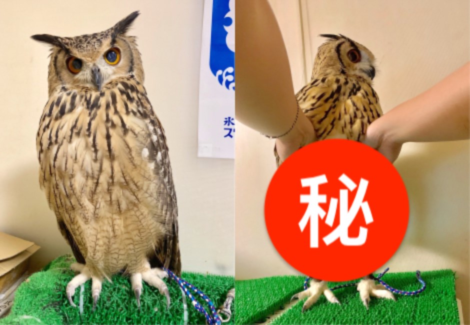 一張圖毀三觀!他掀貓頭鷹羽毛驚見「網美腿」…網友全笑瘋