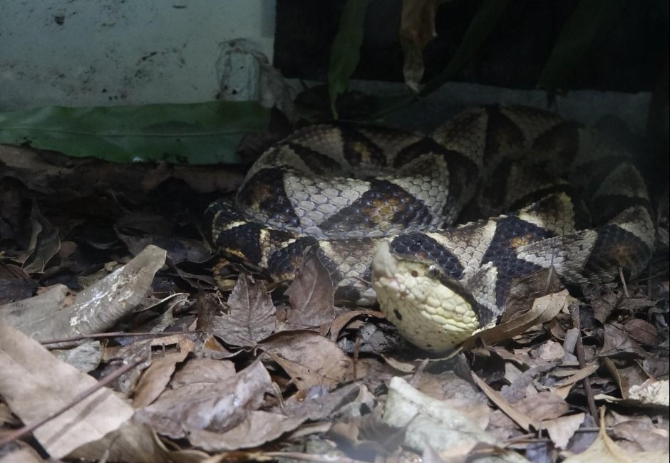 被毒蛇咬傷怎麼辦?專家:兩大常見錯誤「做了死更快」