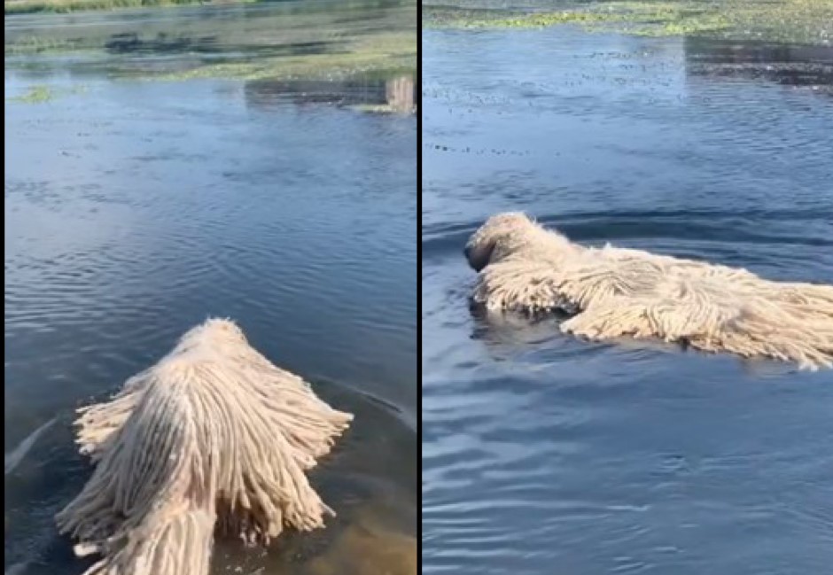 影/誰家拖把亂丟進河?下秒自轉向原來是特種汪星人啊!