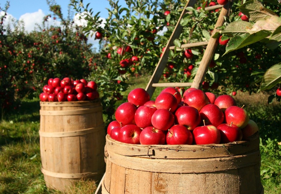 8台女澳洲打工付不起生活費 慘遭房東威逼「肉償」房租半年!