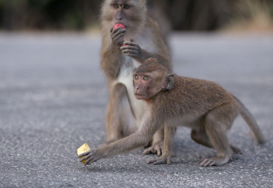 外送慘遭猴群搶劫!派單員酸「跟猴王求情」 熊貓哥傻眼認賠