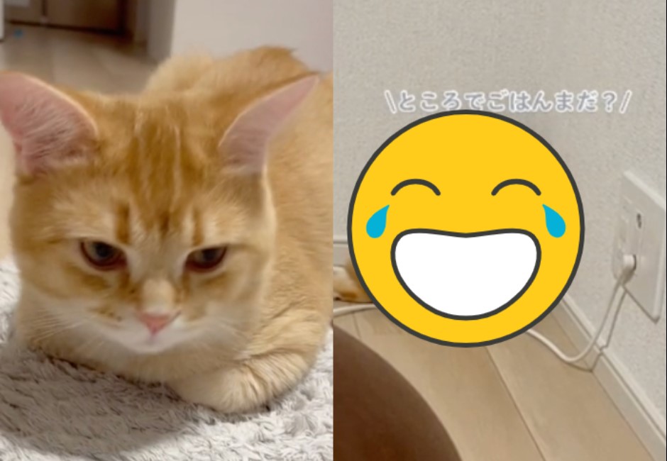 毛宇宙躺平中!懶散肥嫩貓躲牆角充電萌翻網:工讀生出來