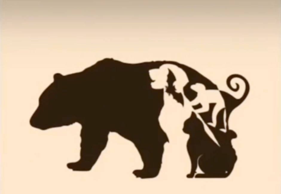 毛宇宙「1%天選之人」是你嗎?神秘「熊熊圖」隱藏動物正解揭曉