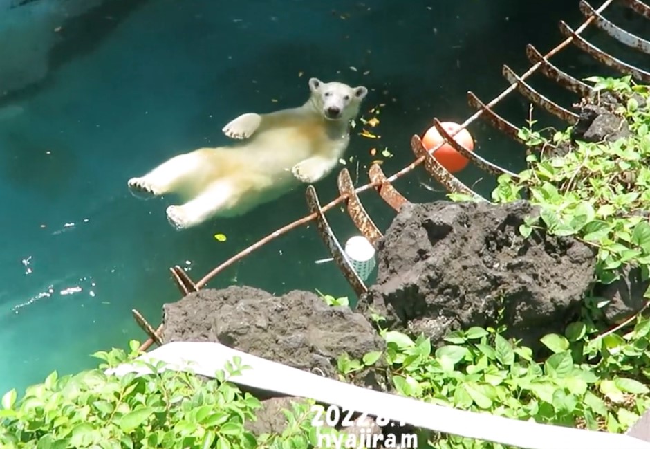可愛到爆!北極熊太熱躺漂漂河消暑 聞氫哥毛宇宙魔性洗腦「浮力熊~熊浮力」