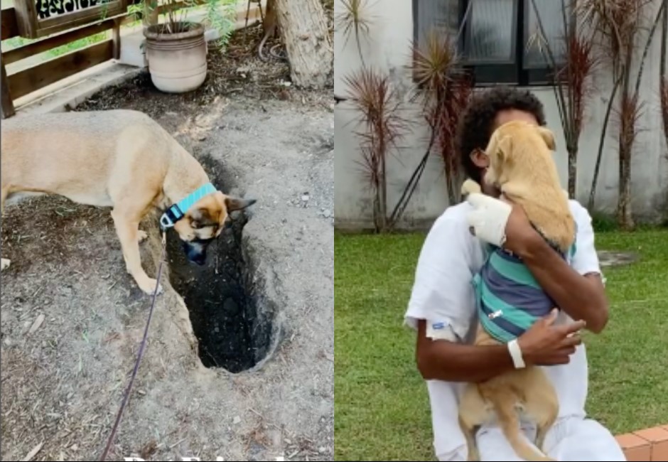 有片》懷念摯友vs.心繫街友 兩隻毛小孩的故事感動數百萬網友