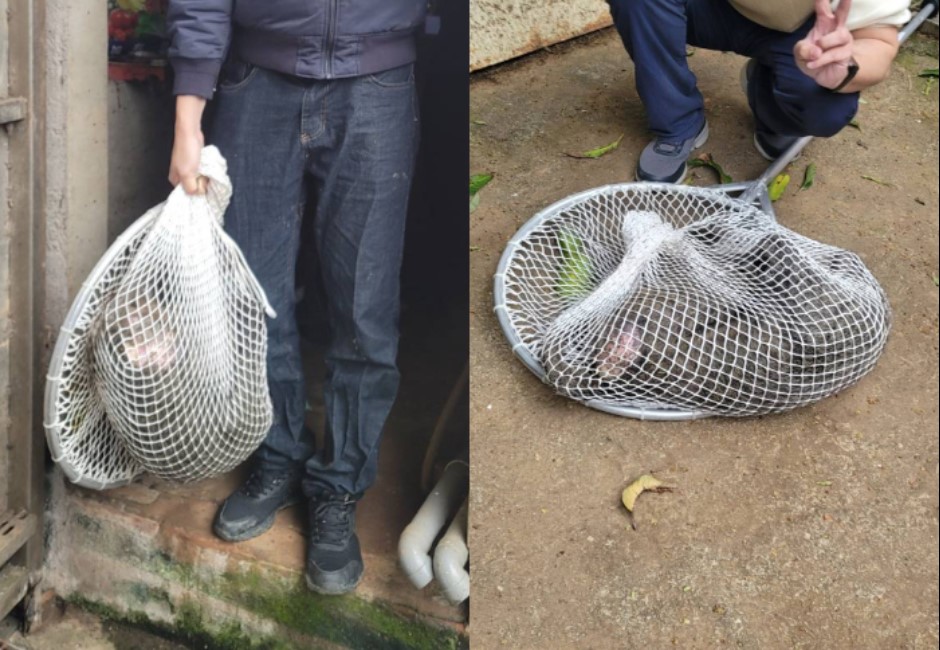 撕心裂狒!毛宇宙狒狒遭無辜射殺「還被當皮球互踢」 鄉民悲:327槍擊案