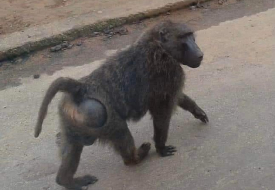 快訊/毛宇宙謎團「桃園狒狒」身份再翻盤?桃園農業局比對照片鑒定:是東非狒狒