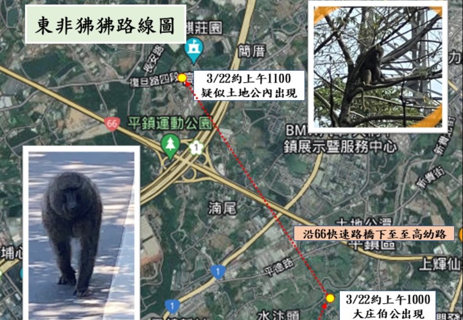 祖先脫逃!「毛宇宙王者」東非狒狒兇猛敏捷抓不到 六福村緊急否認:這隻不是我們家的