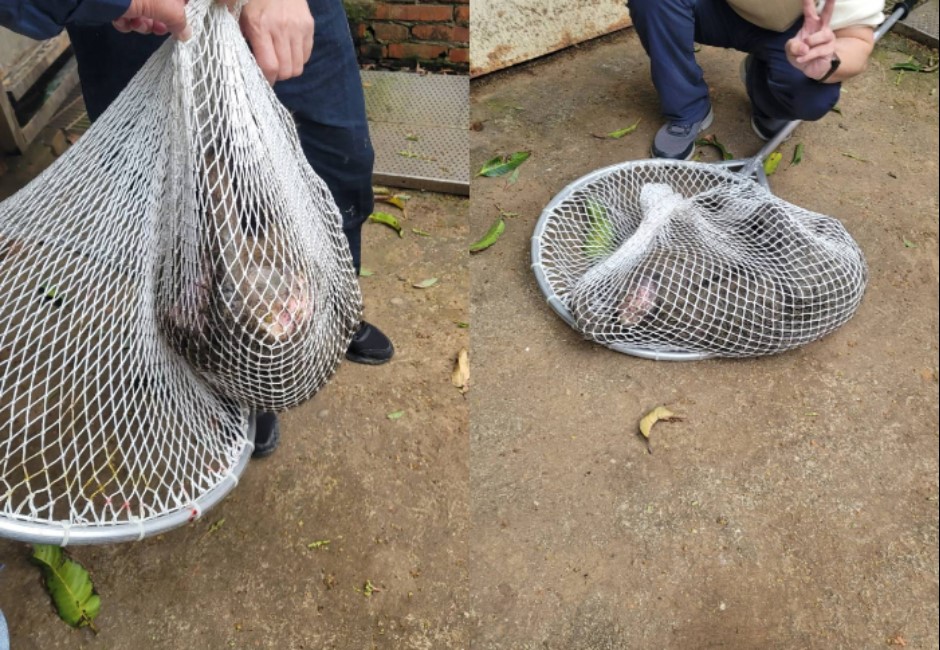 獵人指控「授權開槍射狒狒」?六福村3點聲明「聽到槍聲才進入」:捍衛聲譽將對獵人提告