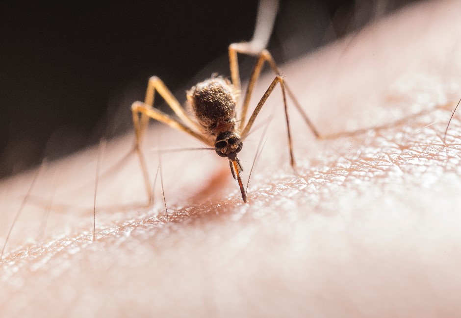 「愛吃肉、體質酸易被蚊子叮」討論破千!食藥署急闢謠:這6種人機率比較高