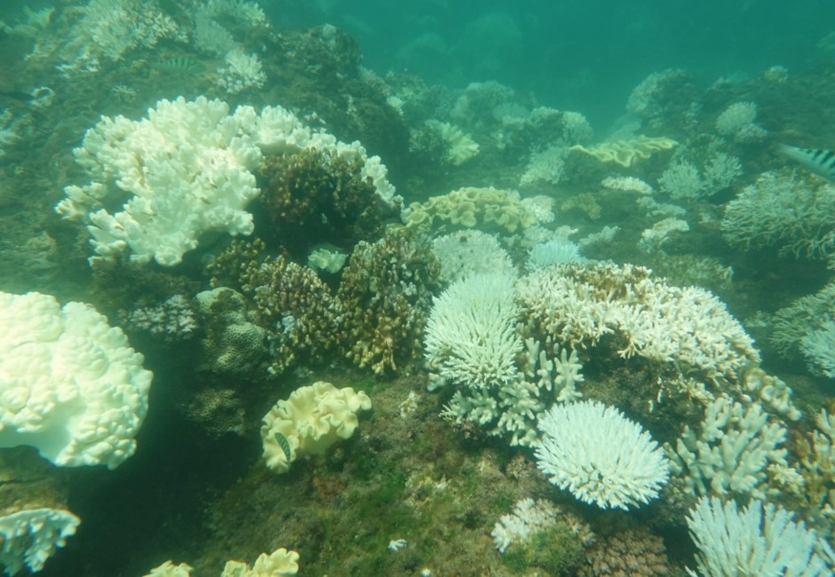 志工看珊瑚白化受震撼!台達復育珊瑚好感度提升22倍 中鋼公司碳排降4%狠甩「大戶標籤」